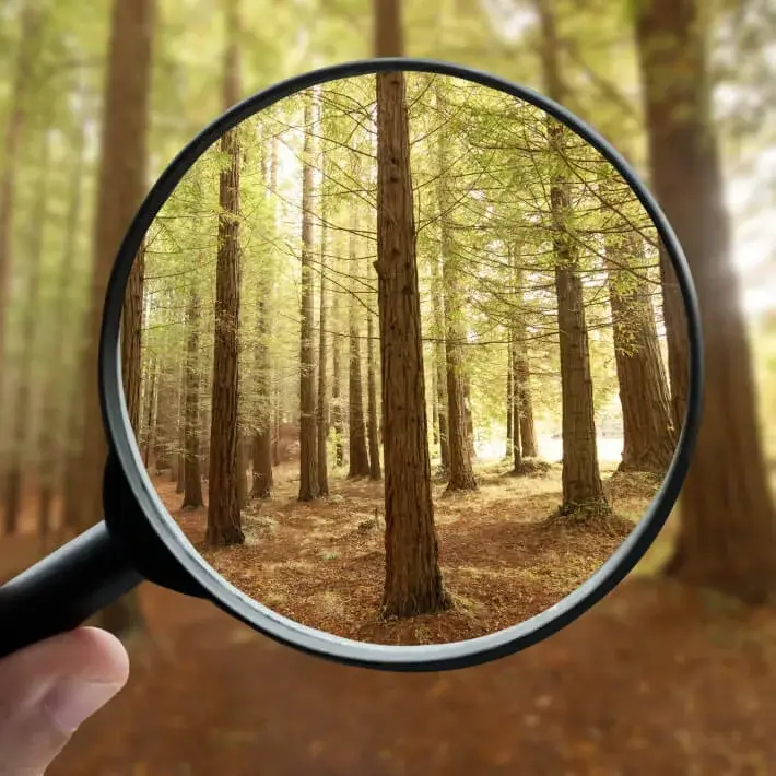 Focused - Magnifying glass on forest trees