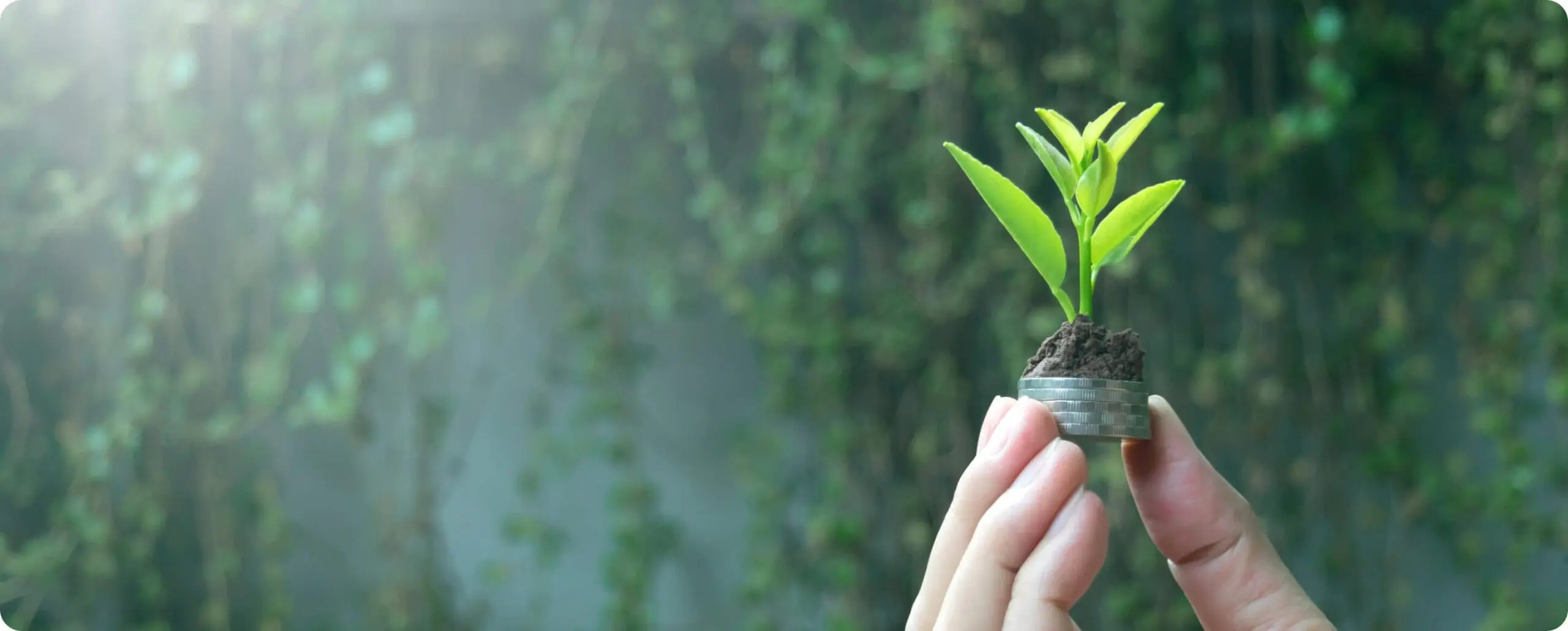 Seedling sprouting from coins - Responsible Investment