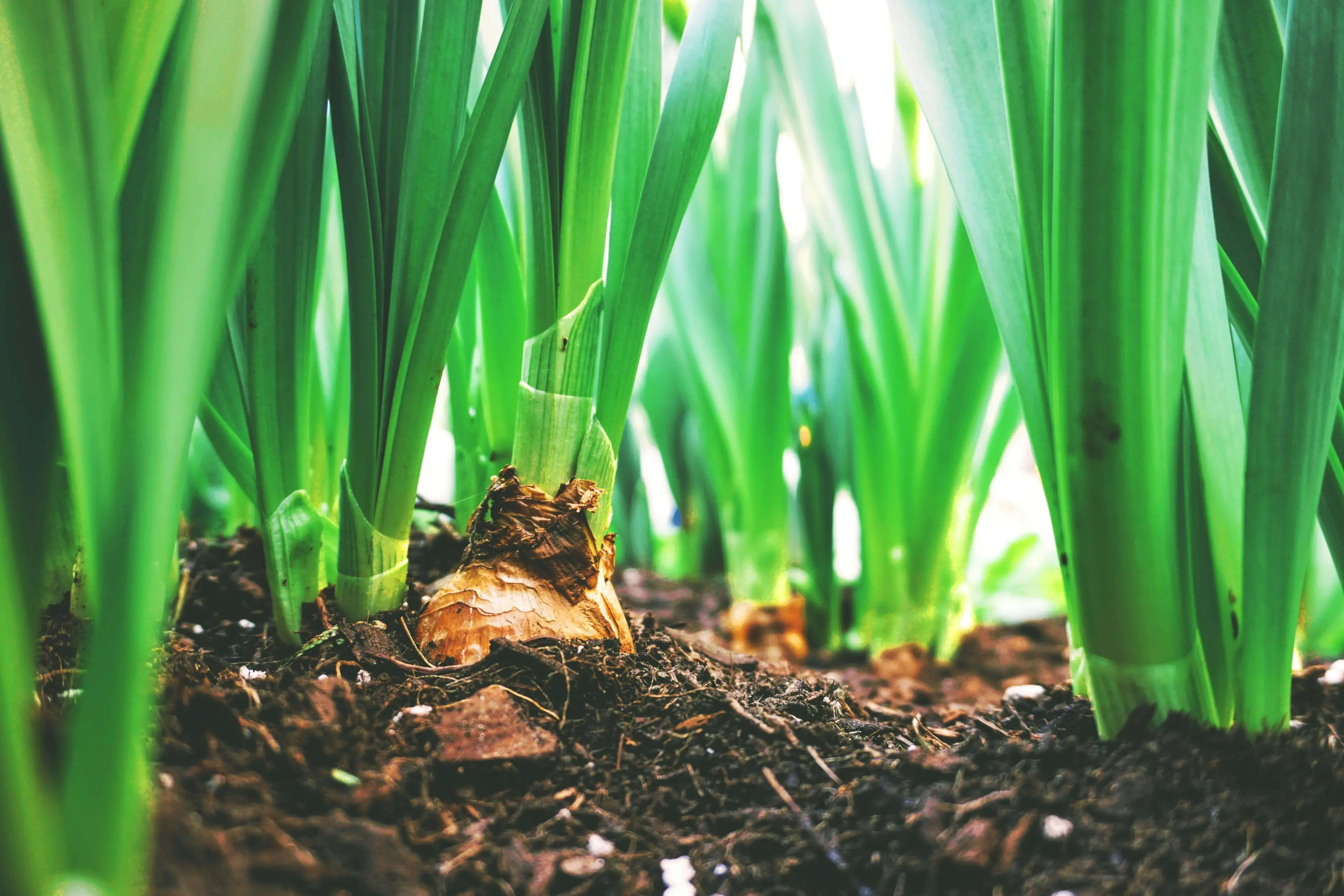 Due Diligence (Business + ESG) | Regenerative Agriculture